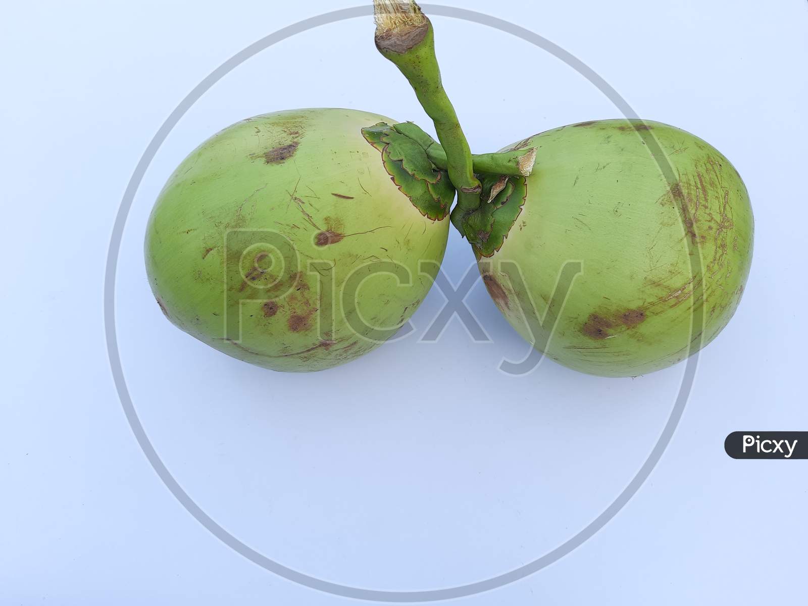 Two Green Coconut image in white Background, Selective Focus, Coconut image, green Coconut