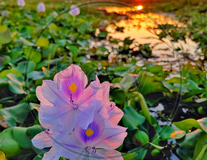 COMMON WATER HYACINTH FLOWER