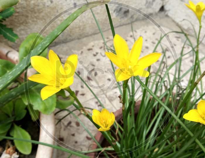 Habranthus Yellow Flower Plant