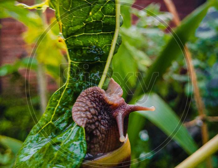 A Snail eating a leaf with selective focus and background blur