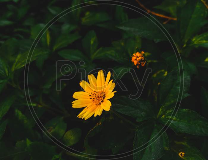 A yellow flower isolated on the green background , with selective focus and background