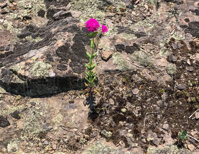 Pink flowers coming out of the cracks on the rocks