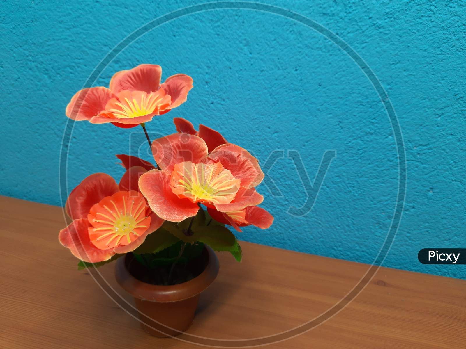 Red flowers image in top,Background Blur, flower image