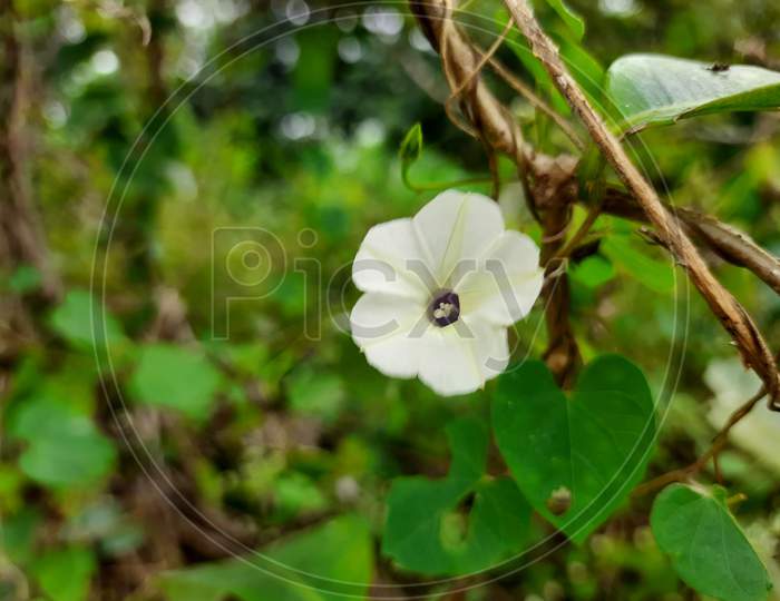 Indian Wild Ipomoea Obscura, obscure morning glory small white flower in a nature background