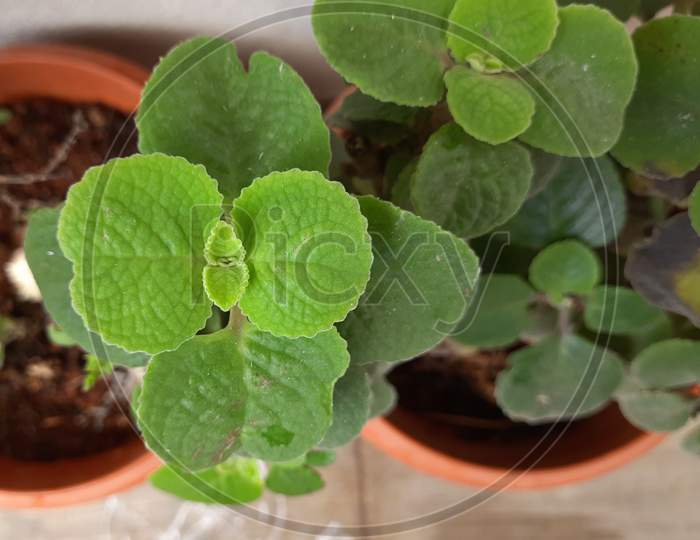 Mexican Mint or Doddapatre consist of thick leaves, fragrance and herbal plant growing in a flowerpot.