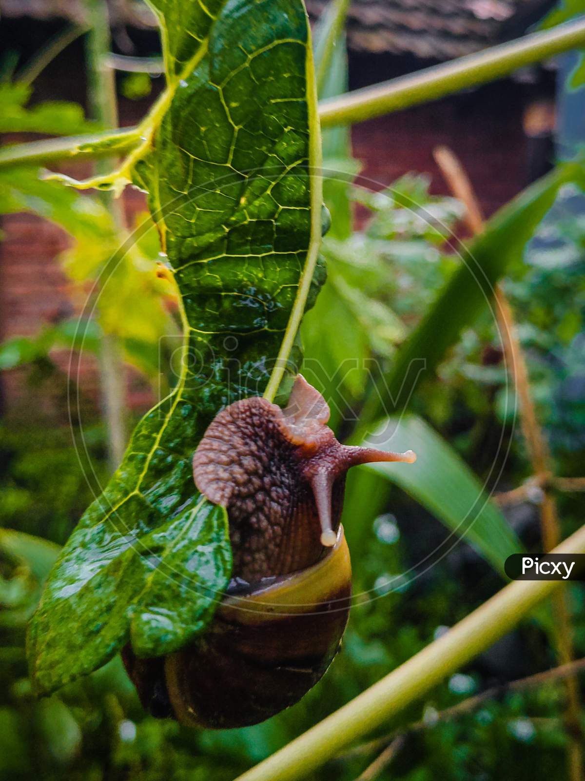 A Snail eating a leaf with selective focus and background blur