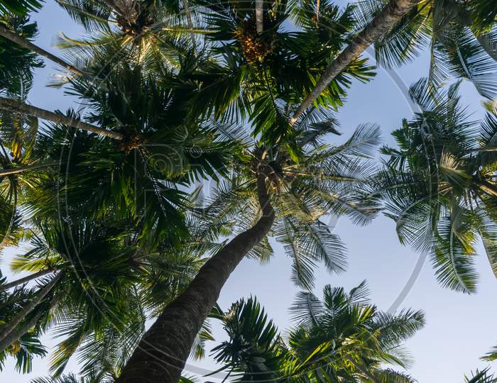Panoramic View Of Tall Coconut Trees From Below Against The Blue Sky In India