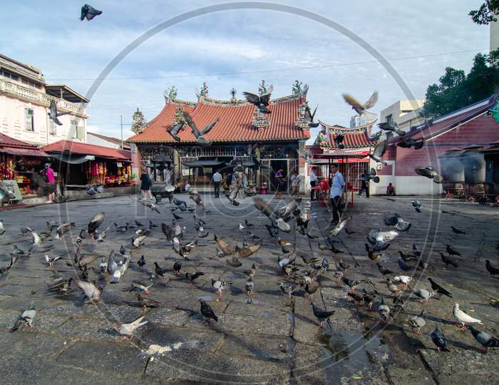 Flock Of Pigeons At Goddess Of Mercy Temple