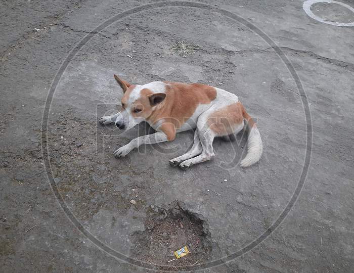A Dog image in Road,Background Blur, dog image, Red Dog