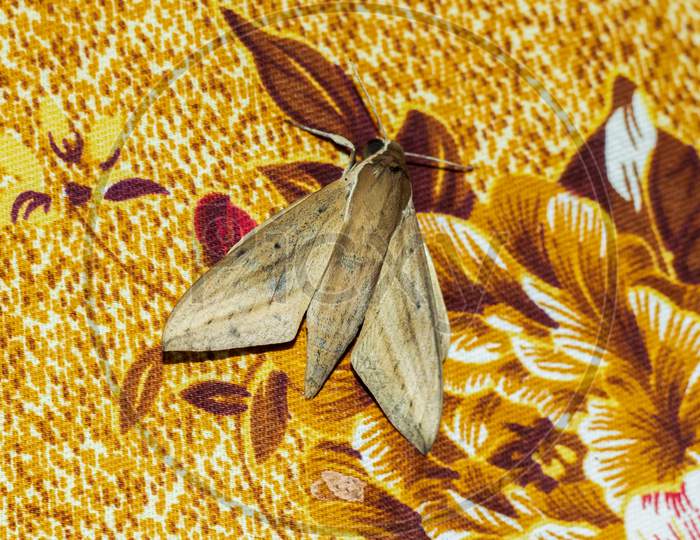 A Brown And Gray Dead Butterfly On A Bedsheet
