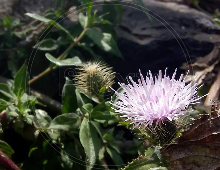 Spiky Small Purple Thistle Flower On A Bush In Pune, India