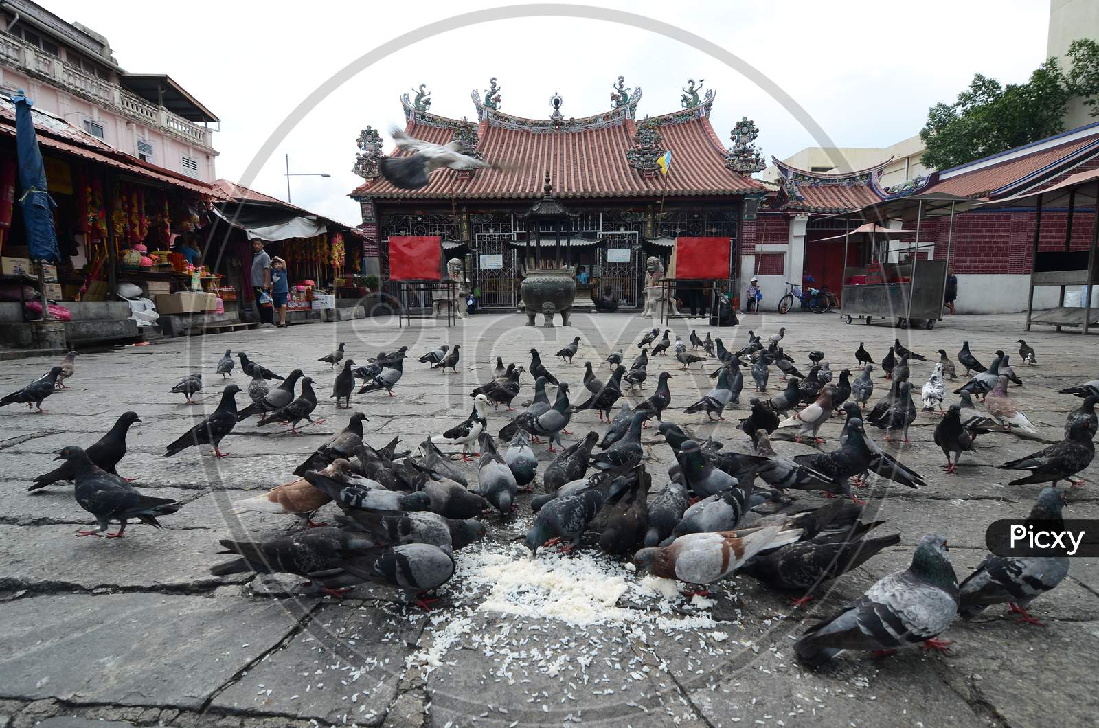Pigeons Feeding By Local In Front Of Goddess Of Mercy Temple