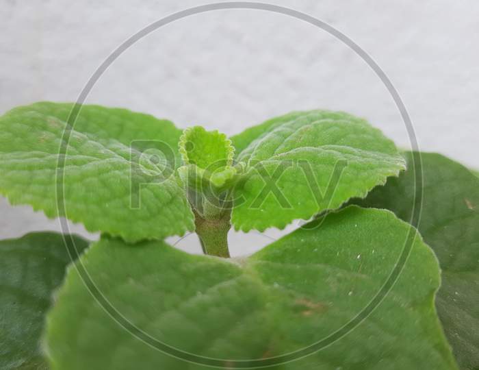 Mexican Mint or Doddapatre consist of thick leaves, fragrance and herbal plant growing in a flowerpot.