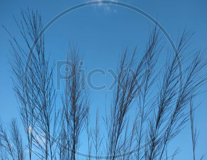 Grass and blue sky