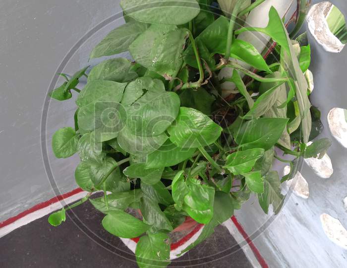 Lucky Devils Ivy Plant Or Air Puryfing Money Plant