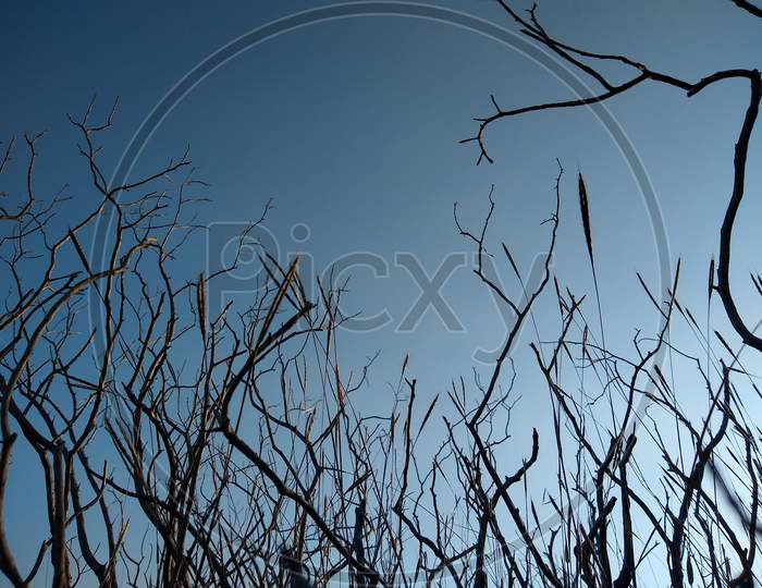 Dried tree branches and blue sky