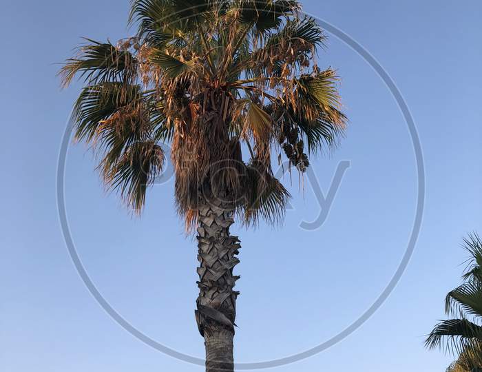 Palm tree shot in sunny weather