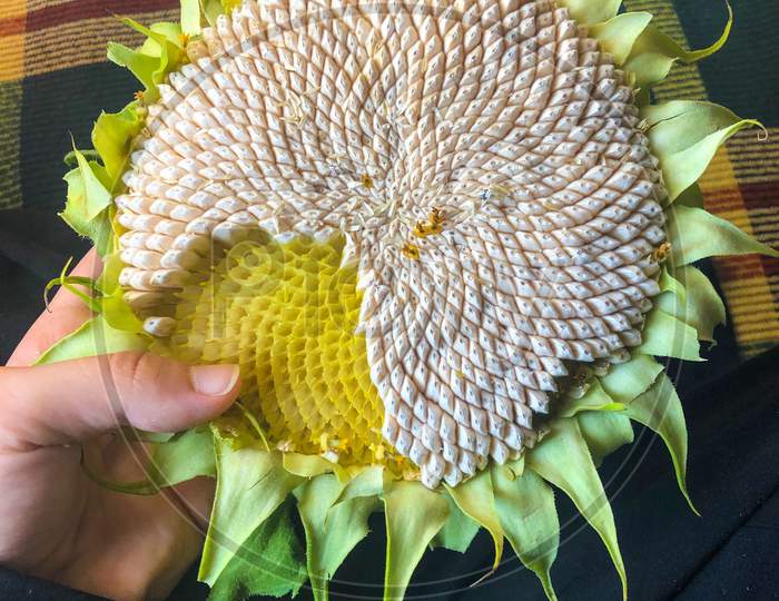 The woman is holding the sunflower. Sunflower close-up. Focused on the white beans.