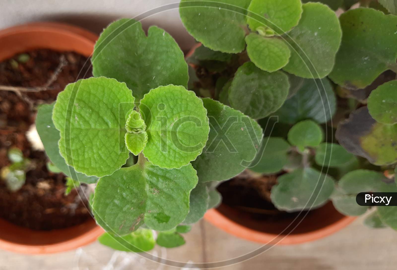 Mexican Mint or Doddapatre consist of thick leaves, fragrance and herbal plant growing in a flowerpot.