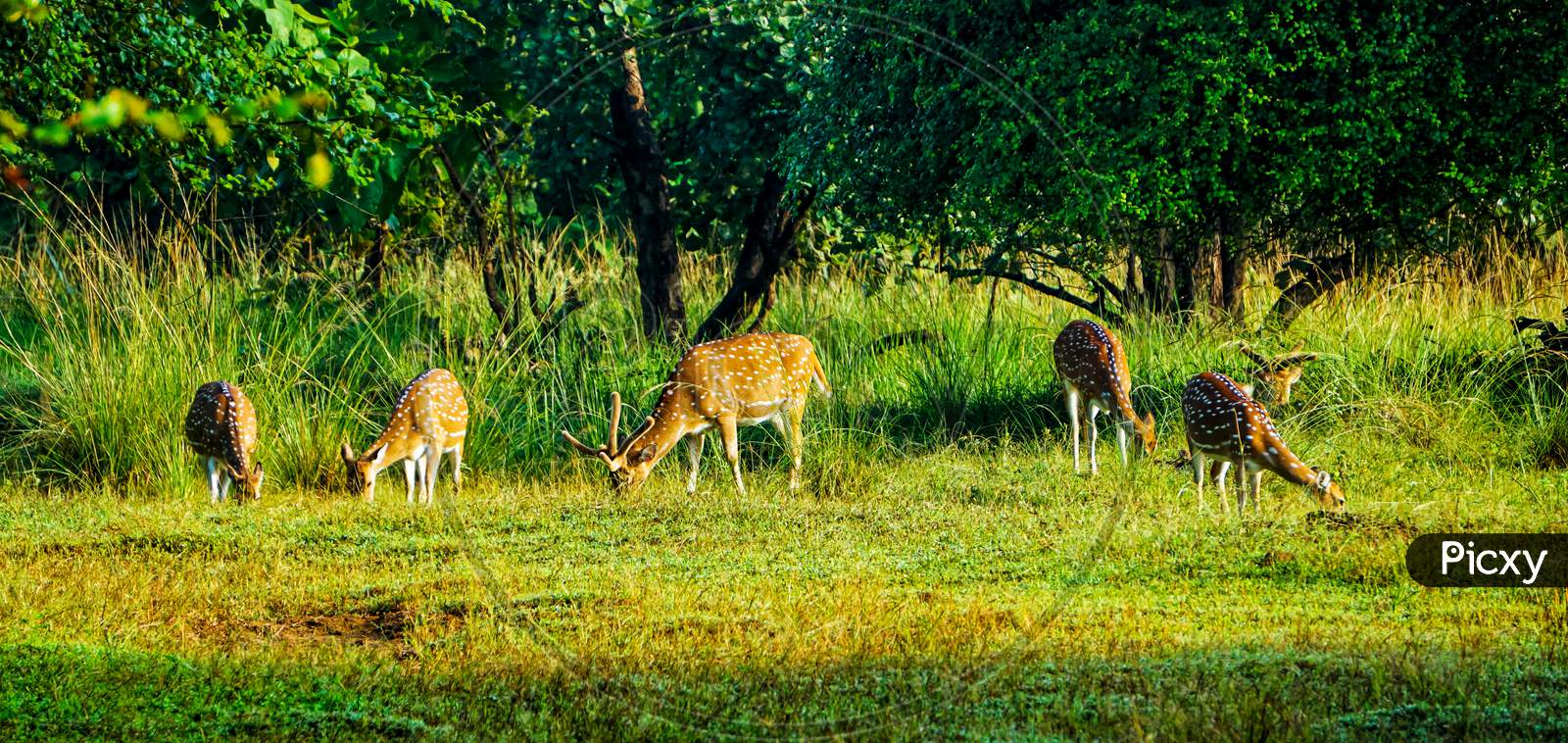 Group of spotted deers