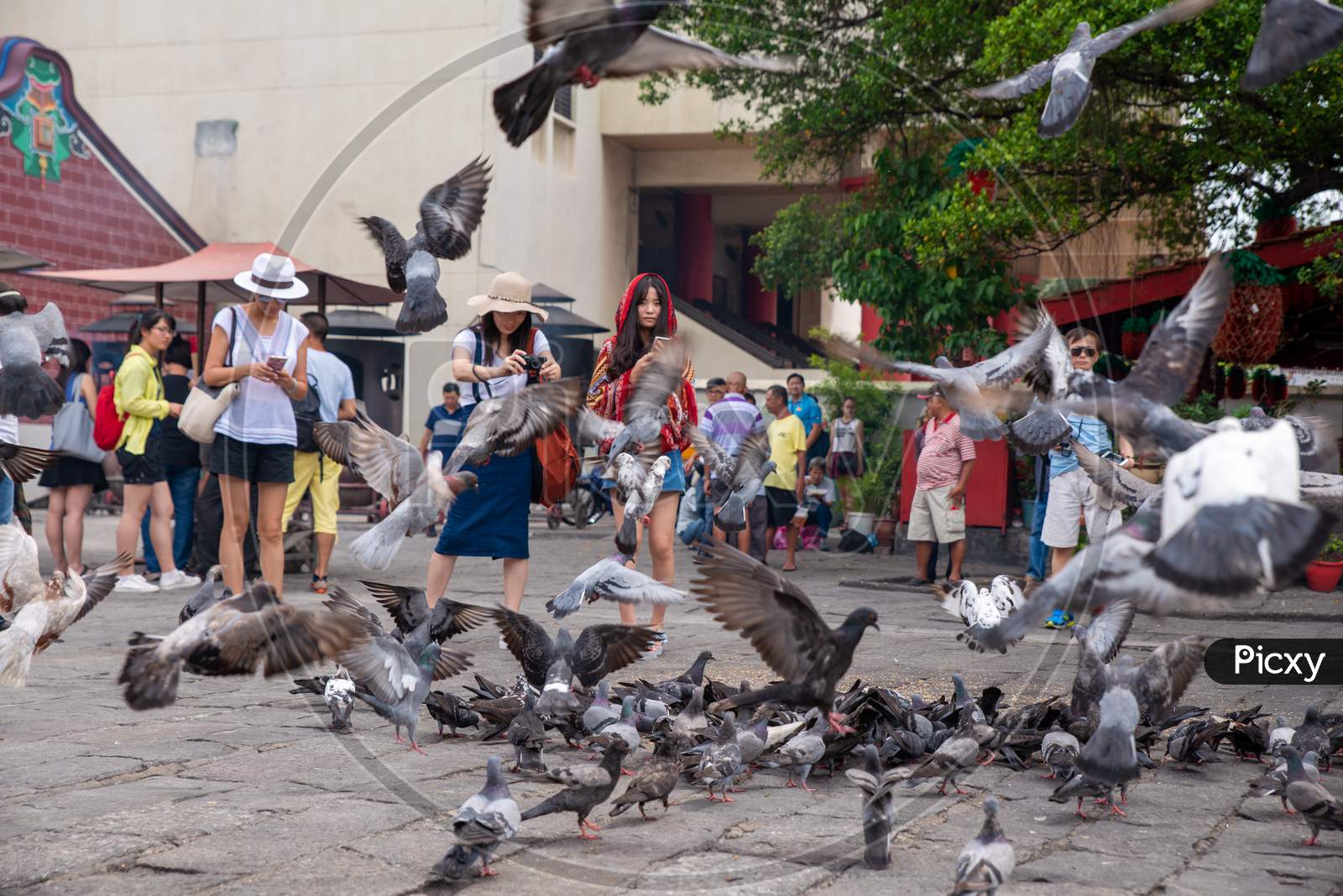 Tourist View The Pigeon Fly In Front Of Goddess Of Mercy Temple
