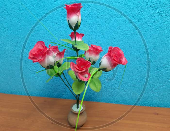 Beautiful Rose flowers image in Blue Background, flower image, Background Blur, nice flower image