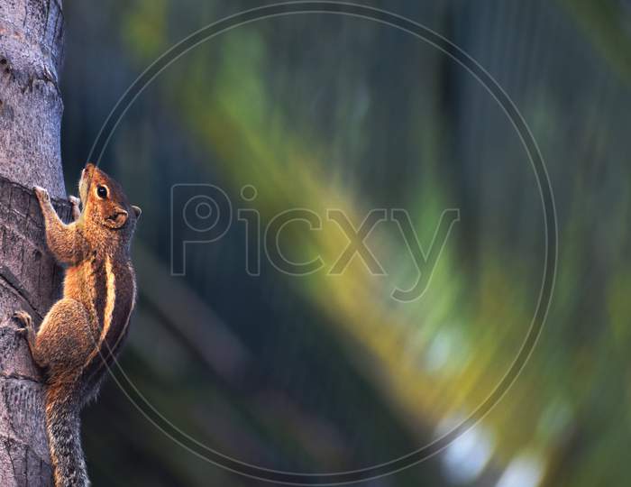 Squirrel Climbing a coconut tree in the backyard