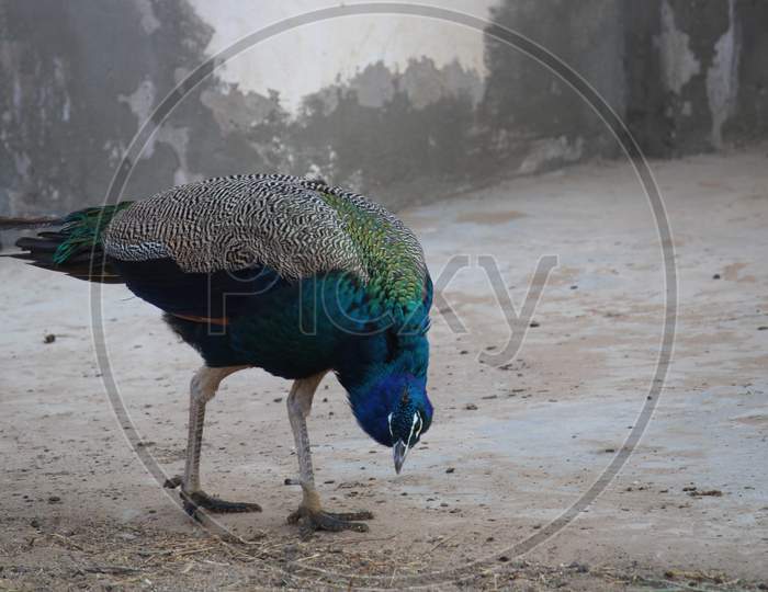 Our National Bird Peacock
