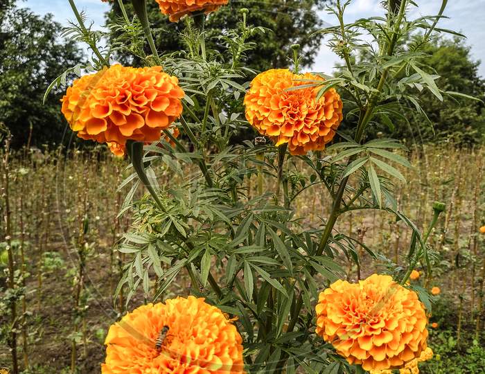 Marigold flower beautiful flower beautiful nature