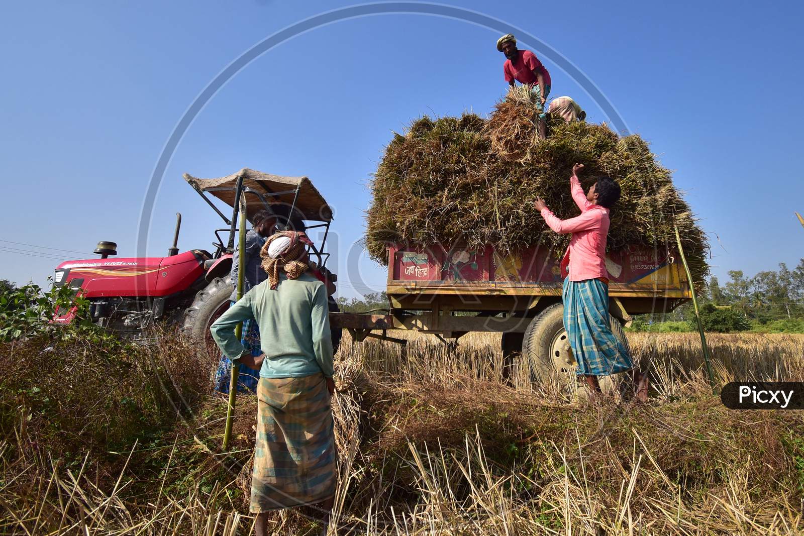 Farmer  loading harvested rice paddy on a tractor in  a field at Raha in Nagaon District of Assam on Dec 9,2020.