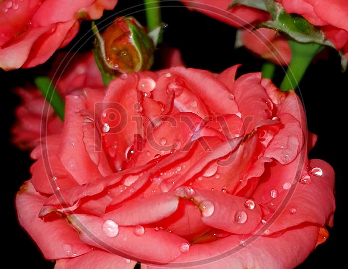 Red Rose with tiny water Droplets