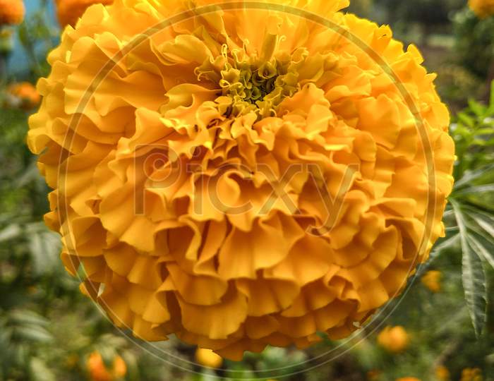 Marigold flower yellow colour flower image