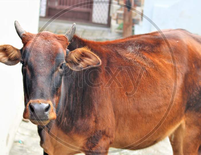 deshi cow  of india