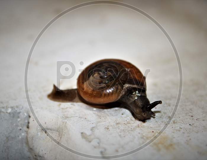 snail small insect
