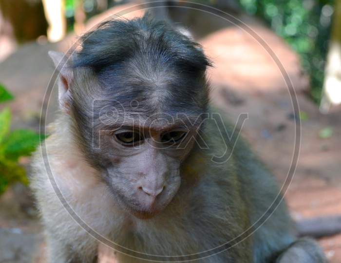An image of a monkey
