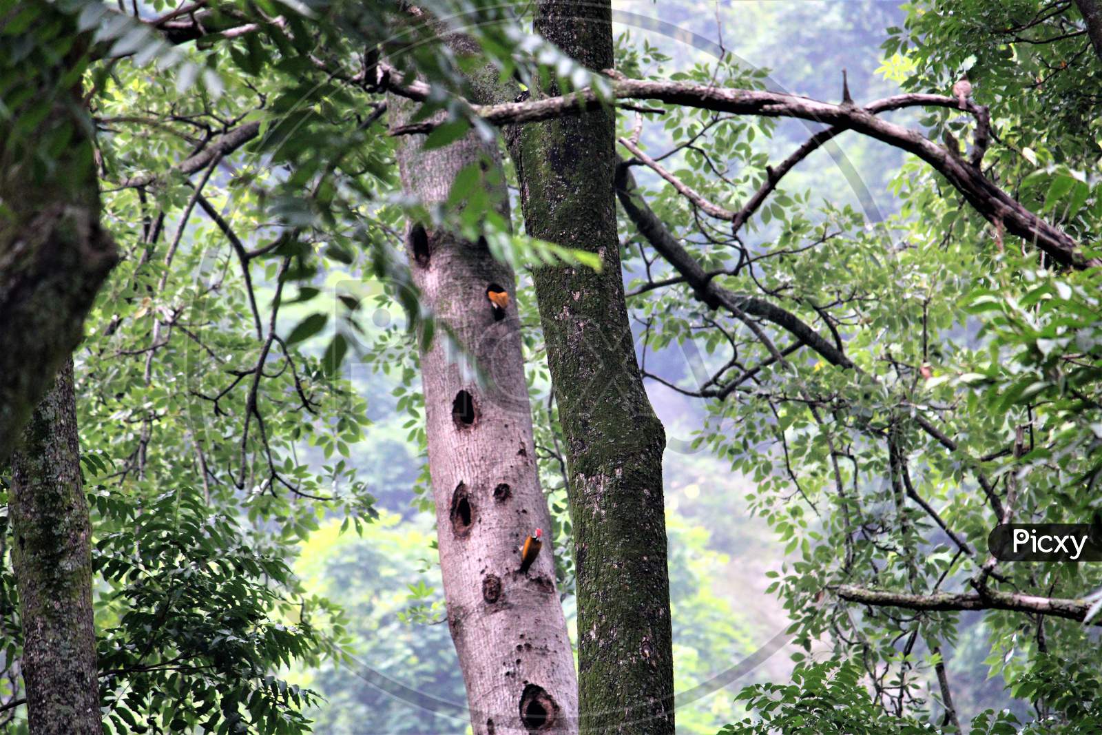 Woodpecker bird india