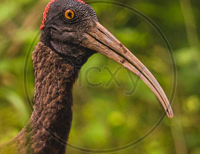 The red-naped ibis