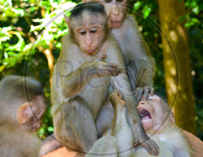 A group of monkey