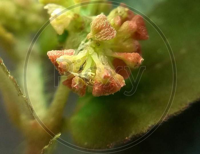 heracleum wildflower portrait
