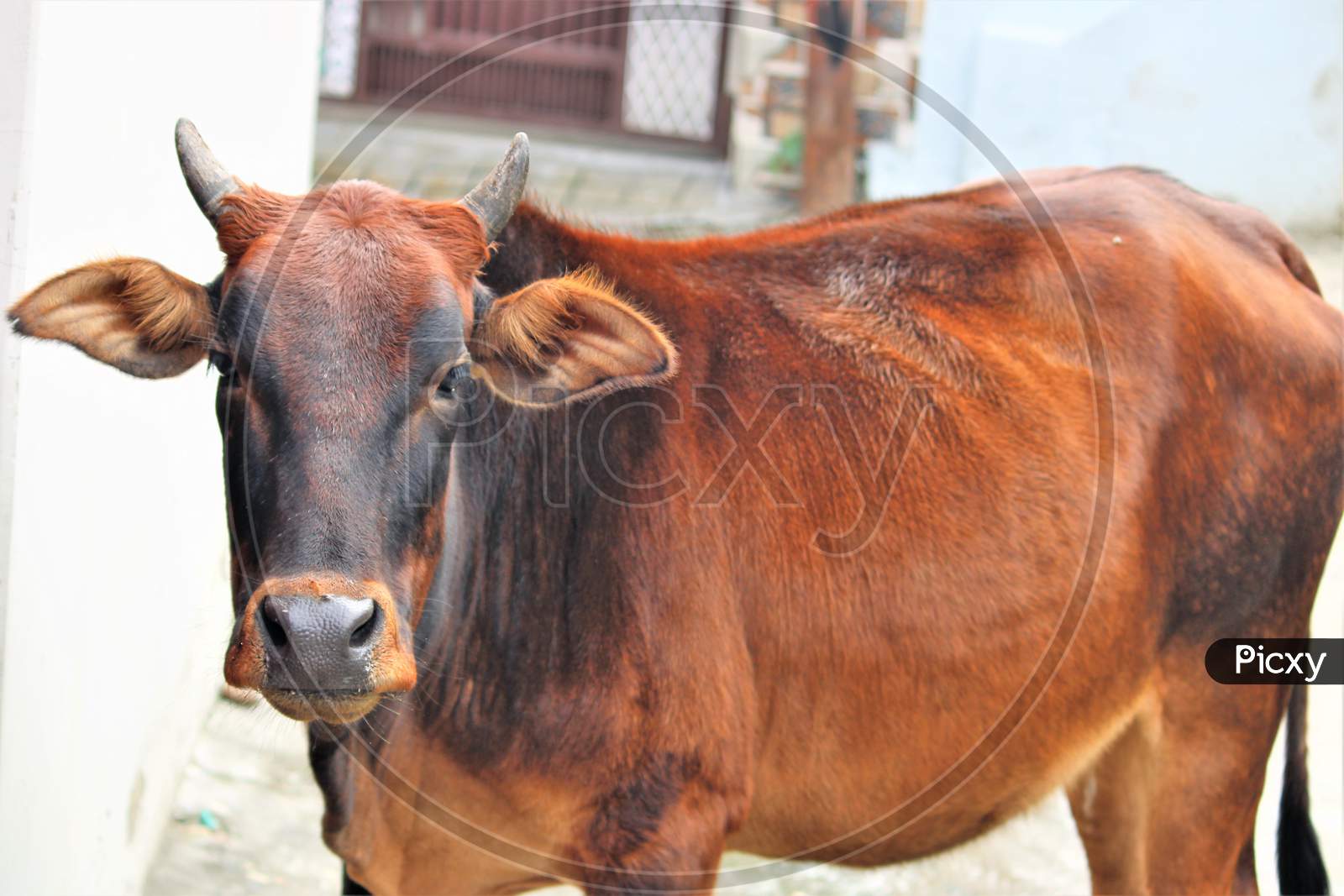 deshi cow  of india
