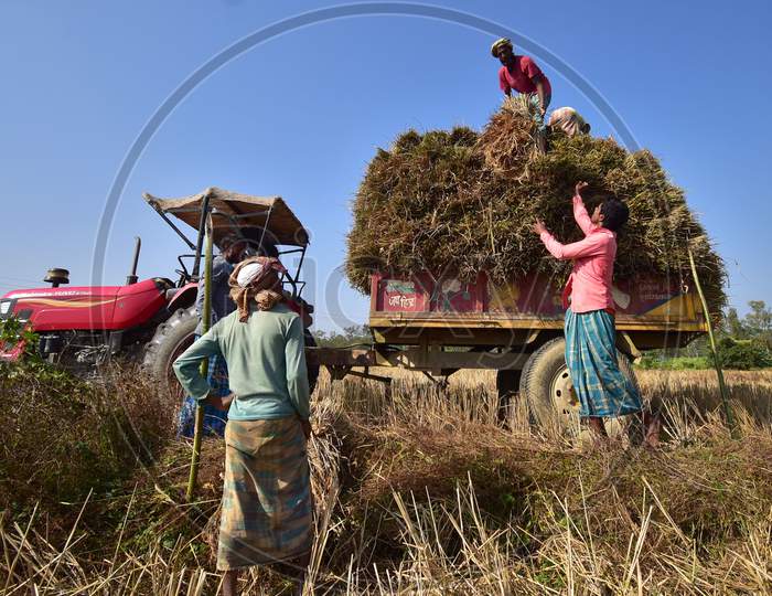 Farmer  loading harvested rice paddy on a tractor in  a field at Raha in Nagaon District of Assam on Dec 9,2020.