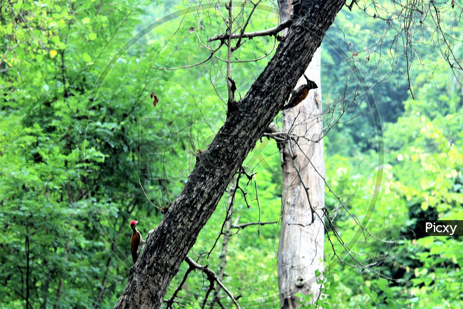 Woodpecker bird