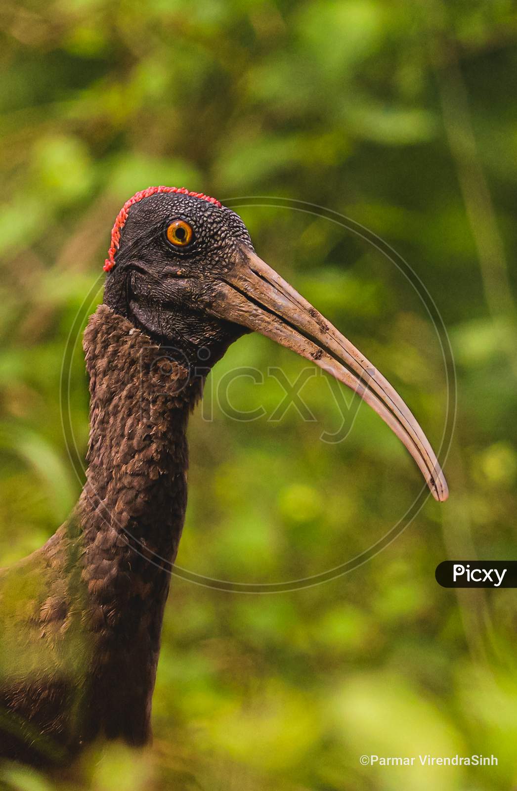 The red-naped ibis