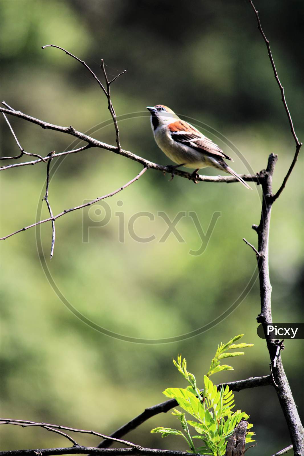 Sparrow bird india