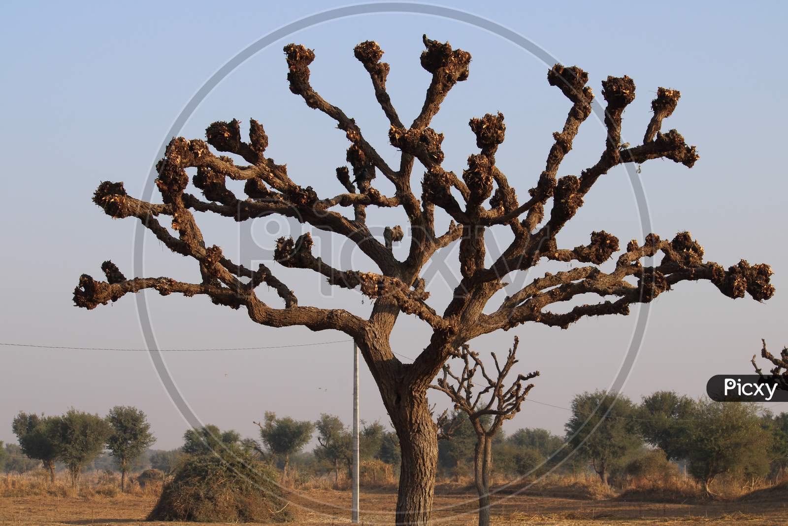 Tree with full of Bird Nests