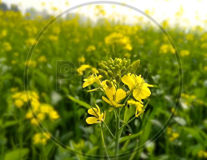 The yellow flowers attract eye