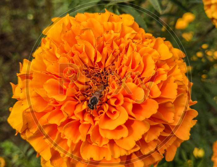 Yellow flower marigold flower natural beauty