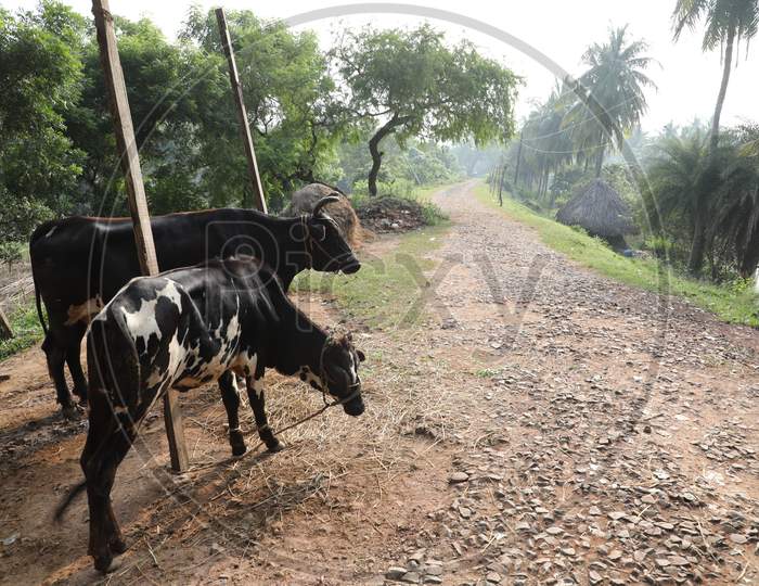 Cow at rural area