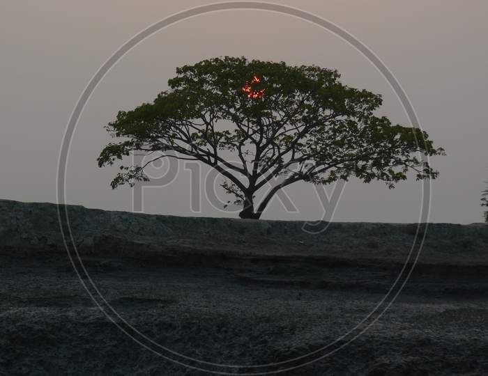 Sunset behind tree