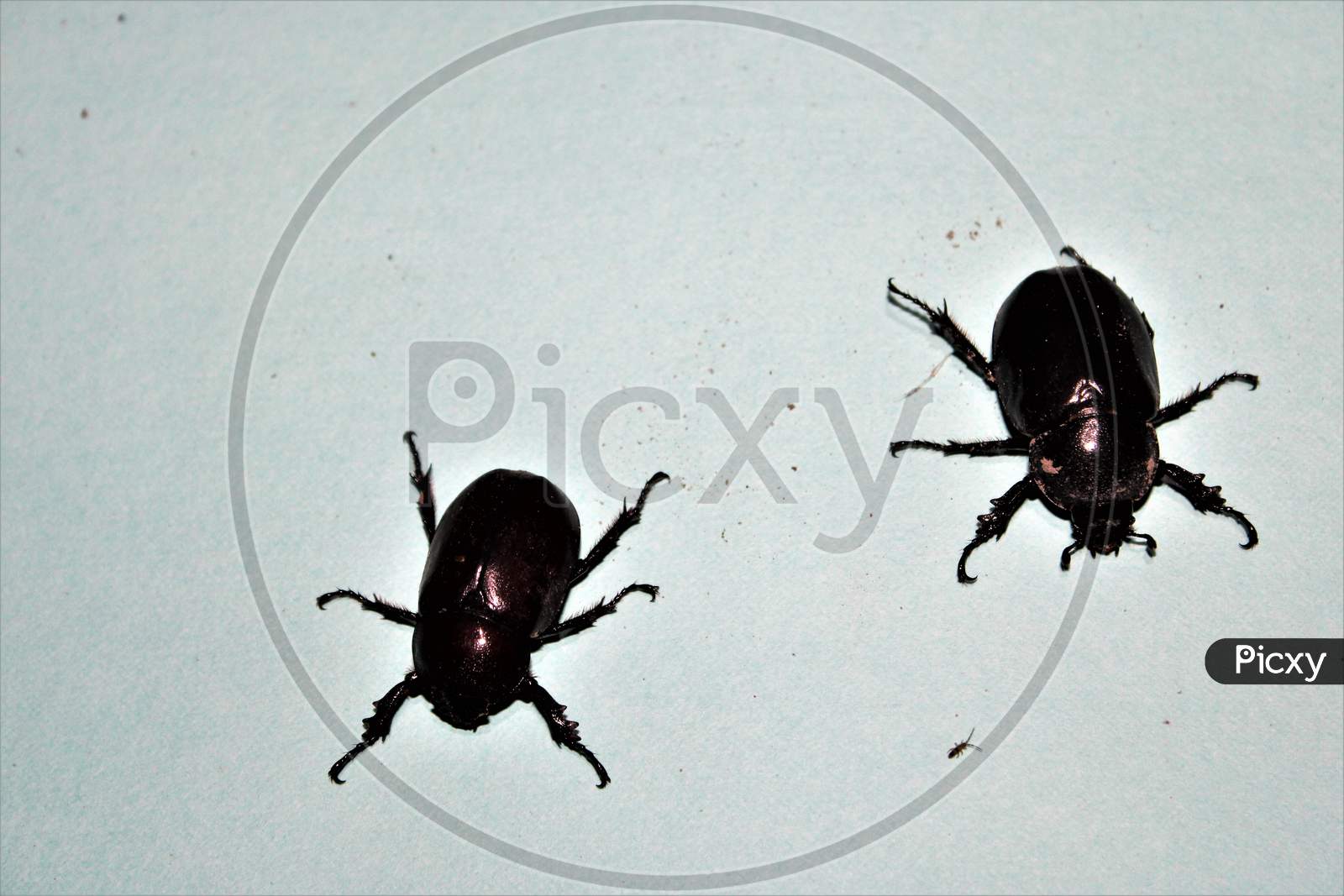 black beetle india